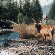 Elk  (artist Patrick Gibbs)