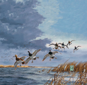 Bluebills Ducks by David A. Masss