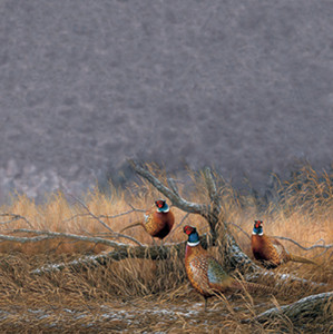 Pheasant by Rosemary Millette