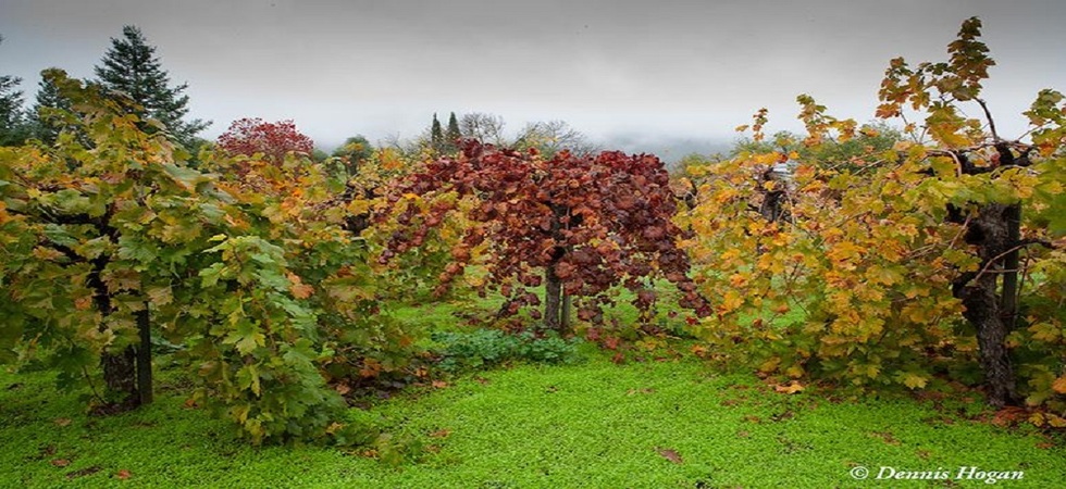 fall-vineyard-mod-980x450.jpg fall-vineyard-mod-980x450.jpg