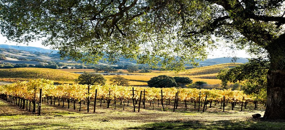 hogan-fall-vineyard-980x450.jpg hogan-fall-vineyard-980x450.jpg