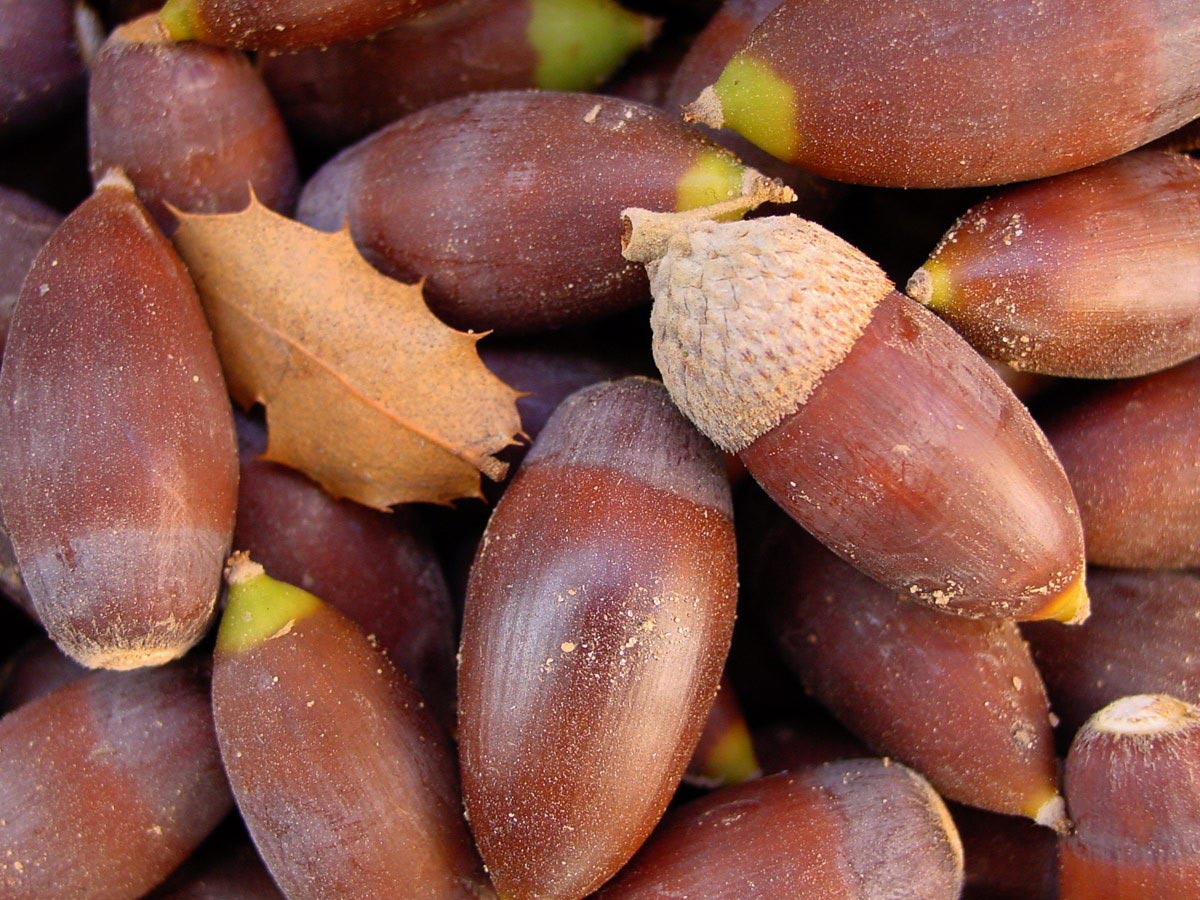 желуди для поросят. кабан ест. кормление свиней. с какого времени поросятам можно давать желуди. с какого времени поросятам можно давать желуди.