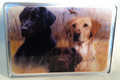 Labrador Retrievers