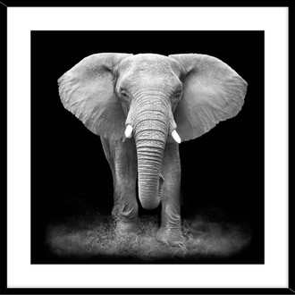 Elephant 50x50cm