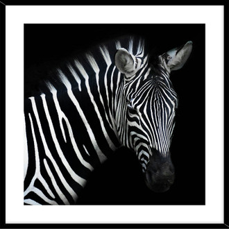 Zebra 50x50cm