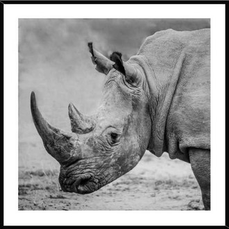 Rhino 50x50cm