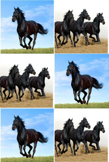 Coasters Black Horses S/6 