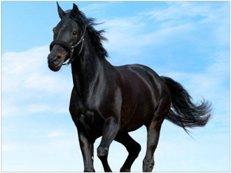 Plaque Black Horse 30x40cm