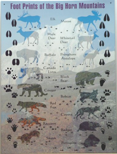 Photo of ANIMAL TRACKS, UNIQUE SIGN SHOWING THE DIFFERENCE IN DIFFERENT ANIMAL TRACKS, GREAT FOR ANY OUTDOORS PERSON