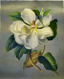 WHITE FLOWER AND BUD OIL PAINTING