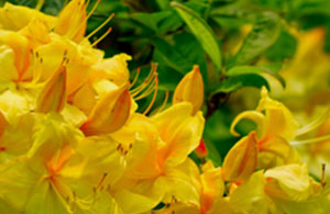 Azaleas and Rhododendrons