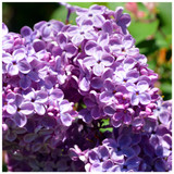 Syringa Vulgaris / Common Lilac Tree in 1L Pot, Fragant Purple Flowers