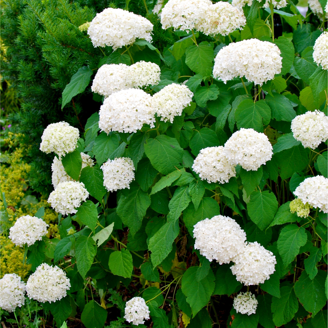 Hydrangea Arborescens 'Annabelle' In 2L Pot, Stunning Large Flower
