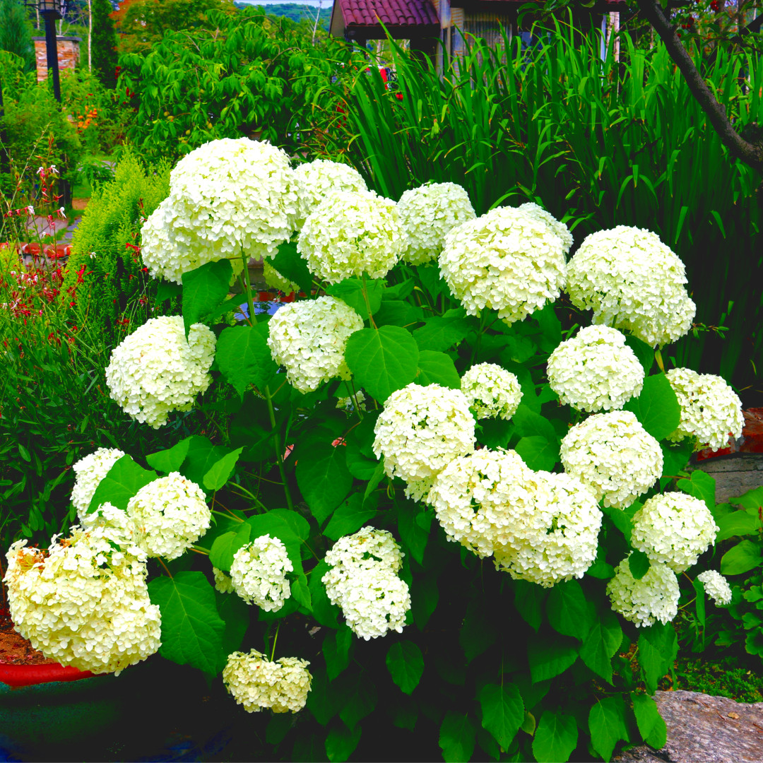 Hydrangea Arborescens 'Annabelle' In 2L Pot, Stunning Large Flower