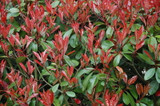 60 Photinia Red Robin Hedging Plants 25-30cm Bushy Evergreen Hedge Shrubs