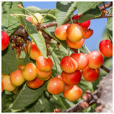 Bigarreau Napoleon Cherry Tree 4-5ft 6L Pot, Red-Flushed, Sweet & Juicy Cherries