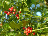 30 Common Holly Hedging Evergreen Plants, Ilex aquifolium 25-35cm in P9 Pots
