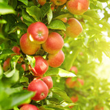Jonagold Apple Tree 4-5ft Tall, Ready to Fruit Juicy, Sweet Tasty Apples