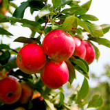 Elstar Apple Tree 4-5ft Ready to Fruit,Sweet Crunchy Dessert Apple
