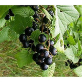 1 Titania Blackcurrant Bush Multistemmed Plant In  2L Pot, Tasty Black Fruit 