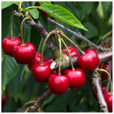 Merton Premier Cherry Tree 3-4ft 6L Pot, Large, Dark Red, Sweet & Juicy Cherries