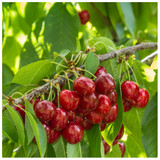 Stella Cherry Tree 3-4ft 6L Pot Self-Fertile& Ready to Fruit.Dark Red,Very Tasty