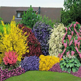 10 X Mixed Mature Garden Shrubs *LARGE 2LTR POTS* Colourful Border
