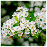 10 Hawthorn Hedging Plants 1-2ft Tall In 1L Pots ,Wildlife Friendly Hawthorne Hedges