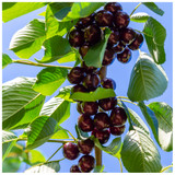 Hedelfinger Cherry Tree 3-4ft Tall in 6L Pot Ready to Fruit. Juicy & Sweet Dark Cherries