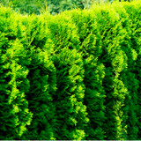50 Western Red Cedar Trees /Thuja 'Gelderland' 30-40cm Tall in 9cm Pots Evergreen Hedging Plants