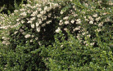 10 Escallonia 'Apple Blossom' in 9cm Pots Evergreen Hedging Plants