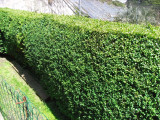 50 Common Box / Buxus Sempervirens 20cm Tall Evergreen Hedging Plants In 9cm Pots