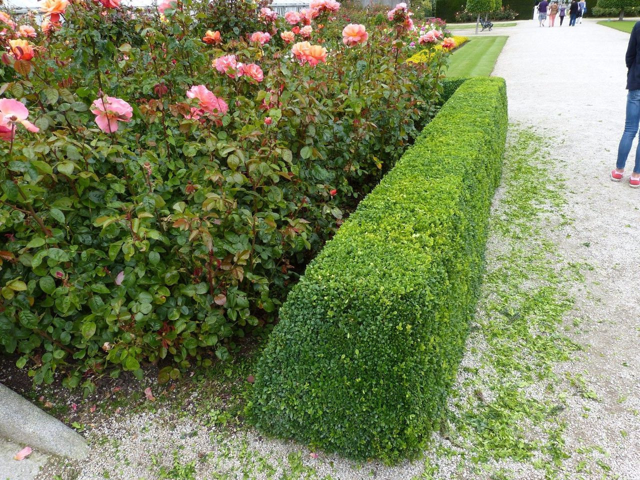 100 Common Box / Buxus Sempervirens 1520cm Tall Evergreen
