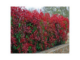 100 Photinia Red Robin Hedging Plants 25-30cm Bushy Evergreen Hedge Shrubs