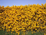 3 Gorse Hedging Bush,Prickly Furze Plants,Fragrant Yellow Whin Evergreen Hedge