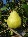 Doyenne Du Comice Pear Tree 4-5ft Dessert Pear With Fine Flavour