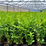 10 Cherry Laurel 3-4ft Multi-Stemmed Prunus Rotundifolia, In 3L Pots, Fast Growing Evergreen Hedging