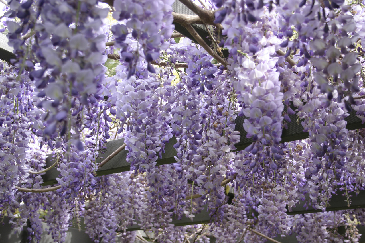 Wisteria 'Naga Noda' / Japanese Wisteria 23ft Tall, 2L Pot, Fragrant