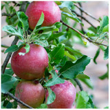 Idared Apple Tree 4-5ft in a 6L Pot, Ready To Fruit,Mild Flavour, Late Season