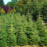 25 Nordmann Fir Christmas Trees 15-20cm.Britains Best No Needle Drop Nordman