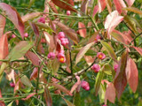 10 Spindle Hedging 1-2ft Tall, Euonymus Europaeus,Beautiful Pink Autumn Berries