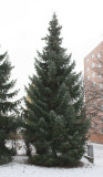 1 Serbian Spruce Tree,Picea Omorika  Christmas Tree 20-30cm ,Evergreen Needles