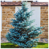 1 Blue Spruce Xmas Tree,Picea Pungens Glauca 20-40cm.Lovely Blue Pine Needles
