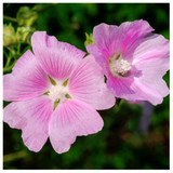 Lavatera Clementii Rosea / Tree Mallow, In 2L Pot, Stunning Long Flowering Plant