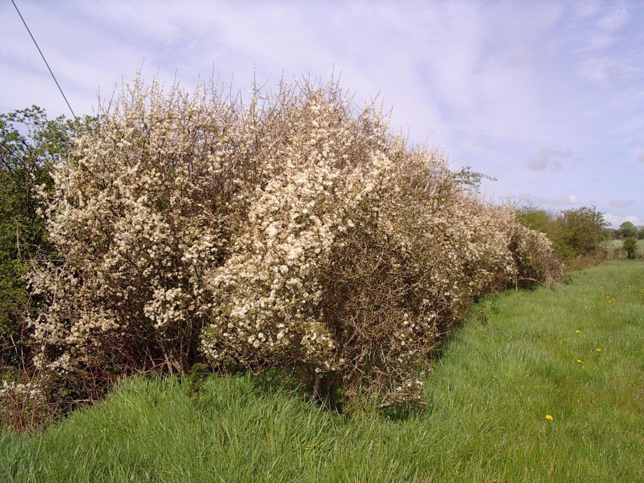 250 Hawthorn 2-3ft Hedging,Plants,Whitethorn,Quickthorn,Thorny Native Hedge