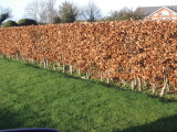 20 Green Beech Hedging Plants 2-3ft Fagus Sylvatica Trees,Brown Winter Leaves