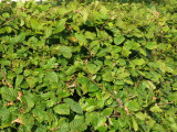 250 Hawthorn 2-3ft Hedging,Plants,Whitethorn,Quickthorn,Thorny Native Hedge
