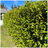 100 Griselinia Evergreen Hedging Plants 20-30cm, Fast Growing New Zealand Laurel