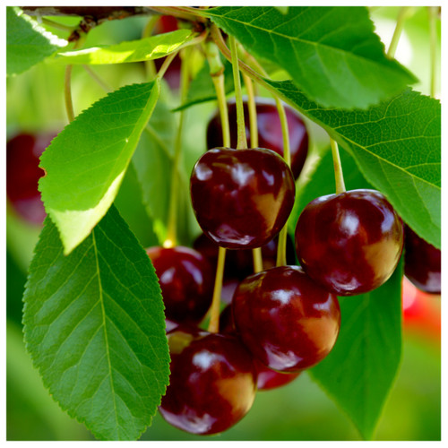 'Early Rivers' Cherry Tree 3-4ft ,Ready to Fruit,Large Dark Juicy ...