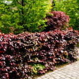 20 Copper Purple Beech Hedging 40-60cm Beautiful Strong 2yr Old Plants 1-2ft Tall